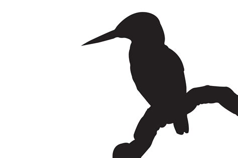 Common Kingfisher Silhouette Graphic by Illustrately · Creative Fabrica