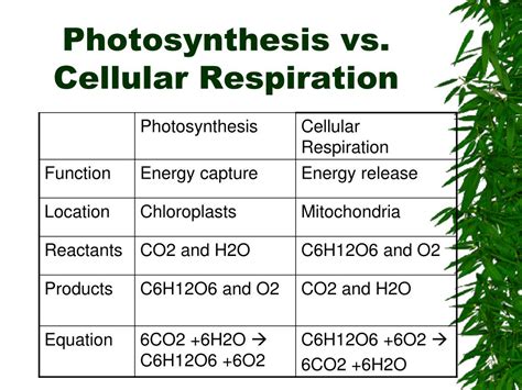 Difference Between Photosynthesis And Cellular Respiration Equation