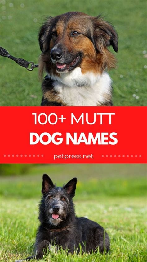 Best Mutt Dog Names: 100+ Names for Your Mixed-Breed Pooch