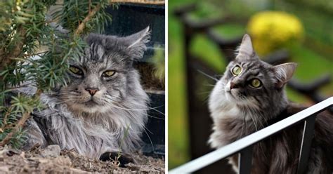 Male vs. Female Maine Coons - MaineCoon.org