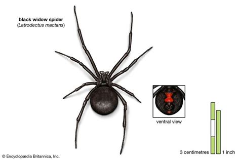 black widow | Appearance, Species, & Bite | Britannica.com