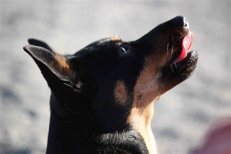 Lancashire Heeler - Native Breed.org