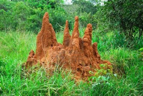 TERMITES MOUNDS AND ITS MULTI-PURPOSES IN SERENGETI ~ Ukarimu Blog - The Perfect Solution for ...