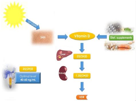 Courtesy [12]. Vitamin D metabolism and schematic pathways. Diet ...