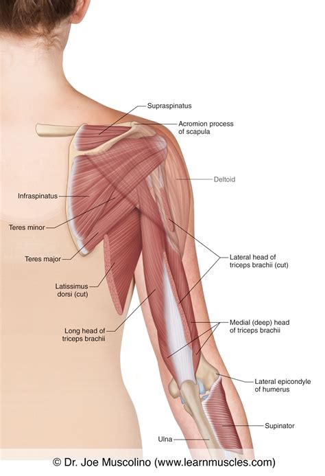 Muscles of the Posterior Arm - Deep View - Learn Muscles