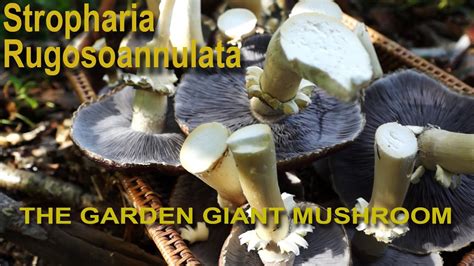 Stropharia rugosoannulata 1080p Mushroom cultivation - YouTube