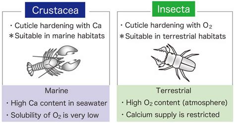 Why are there no insects in the sea& Tokyo Metropolitan University led group theorizes low ...