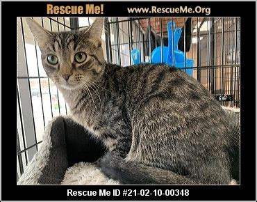 - Ohio Cat Rescue - ADOPTIONS - Rescue Me!