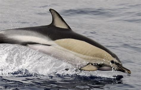 Clymene Dolphin | Dolphins, Sea animals, Ocean animals