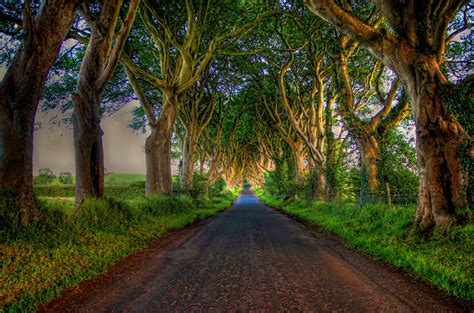 Download Tree Tree-lined Man Made Road HD Wallpaper