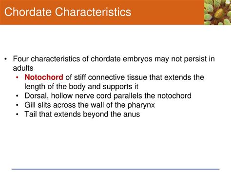 PPT - Chapter 25 Animal Evolution – The Chordates Sections 1-5 ...