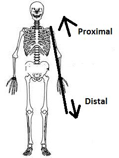 Proximal vs Distal: What's the Difference & What Do They Mean?