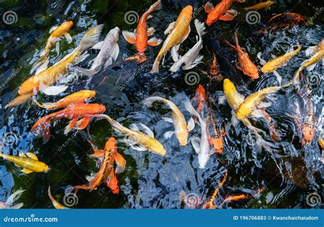 Fancy Carp, Mirror Carp or Koi Fish Swimming in the Pond Stock Image ...