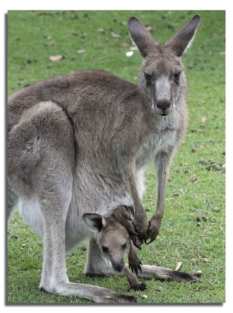 Kangaroo with Joey in Pouch | Kangaroo, New south wales, South wales