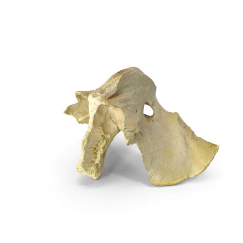 Domestic Calf ( Bos Primigenius Taurus ) Presphenoid Bone PNG Images & PSDs for Download ...