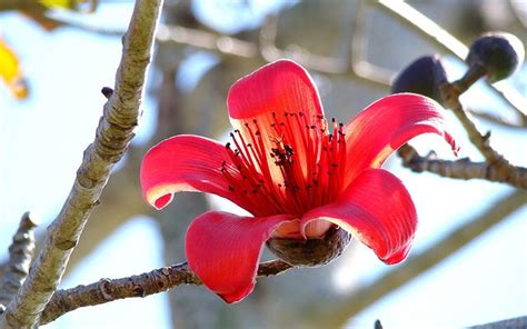 Bombax Ceiba (Semal Tree, Red Kapok, Red Silk Cotton) at Rs 200/plant | Hyderabad | ID: 16952608162