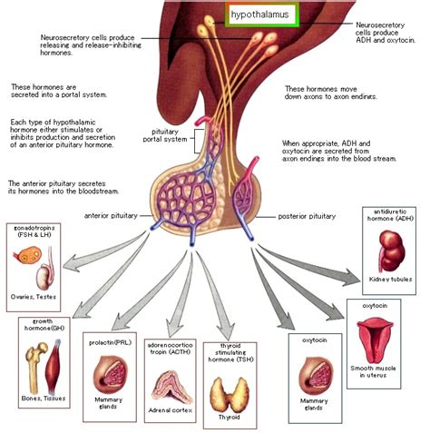 The Hypothalamus and Brain Injury - Shireen Jeejeebhoy