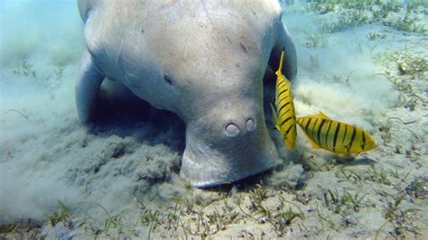 Dugongs