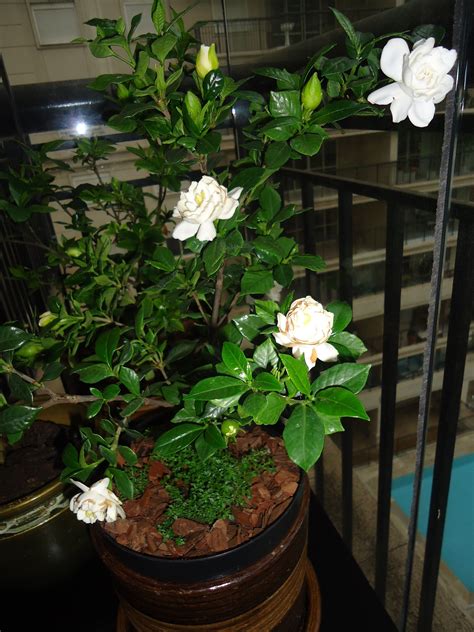 Jasmine Plant Care Indoor - apple-red-cinnamon