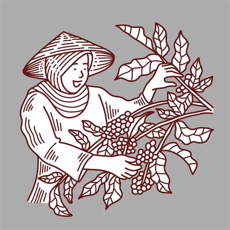 Premium Vector | Illustration of coffee farmers picking coffee beans