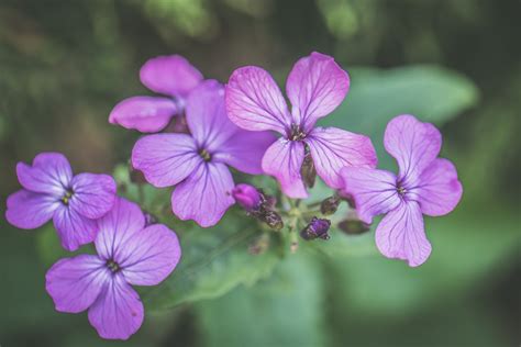 Pink Flower Field · Free Stock Photo