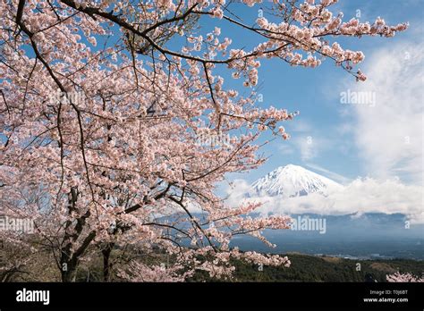 Mt. Fuji and Cherry Blossoms Stock Photo - Alamy