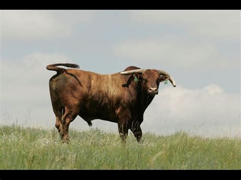 Professional Bull Riders - Top PBR Bulls of All Time | Bull riders, Professional bull riders ...