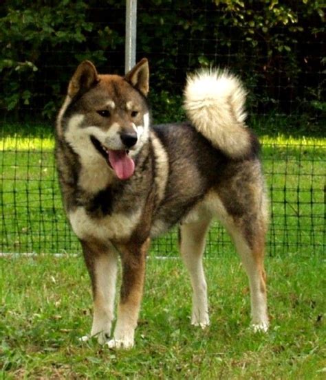 Résultat de recherche d'images pour "SHIKOKU chien" | Chien japonais ...