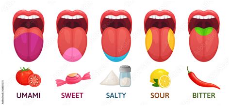 Tongue taste areas. Sweet, bitter and salty tastes. Umami and sour taste receptors diagram ...