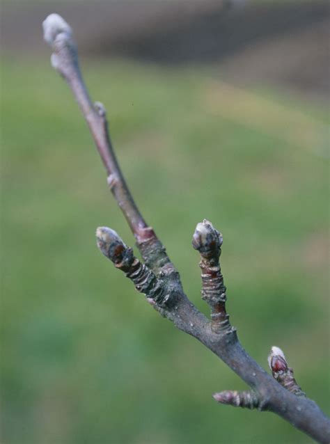 How to Grow Espalier Apple Trees - FineGardening