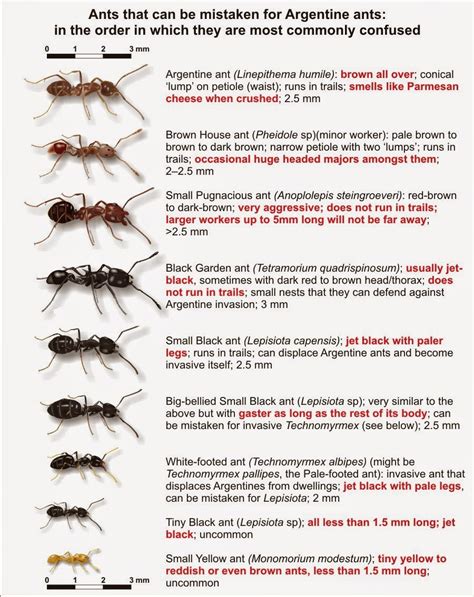 Texas Ant Identification Chart