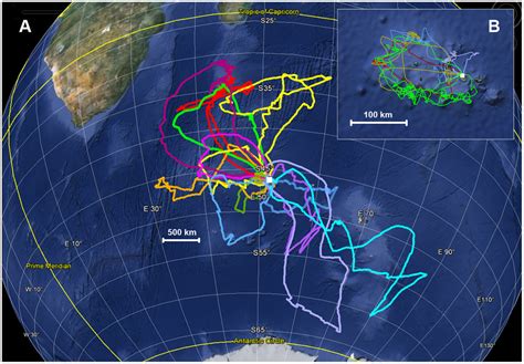 Wandering Alabatross - Antarctica birds fact file