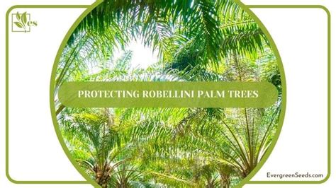 Robellini Palm Care Guide - Covering the Best Tips - Evergreen Seeds