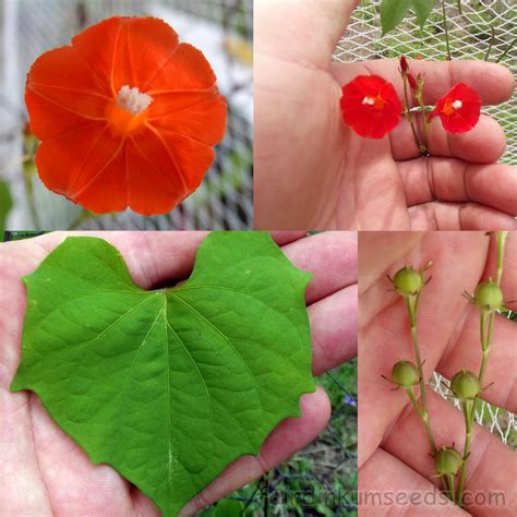 Ipomoea Coccinea Mexican Scarlet Morning Glory Seeds | Fair Dinkum Seeds