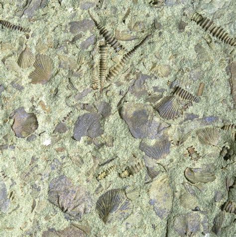 Assemblage of Ordovician fossils - Stock Image - E442/0151 - Science Photo Library