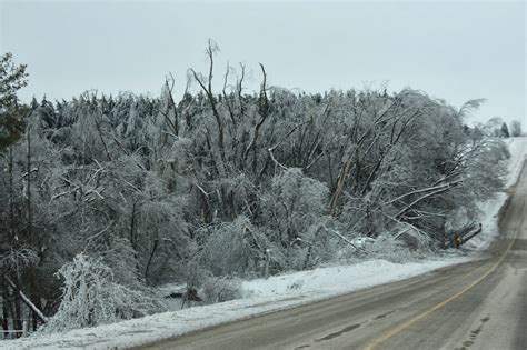 Anja's Photo Journal: Ice-Storm Damaged Trees