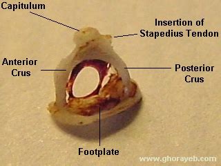 Stapes Anatomy