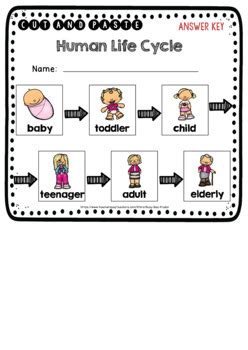 Human Life Cycle Sequencing Worksheets | Cut and Paste by Busy Bee Studio