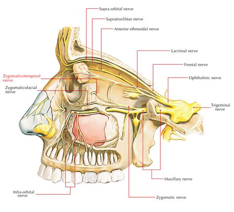 Zygomaticotemporal Nerve – Earth's Lab