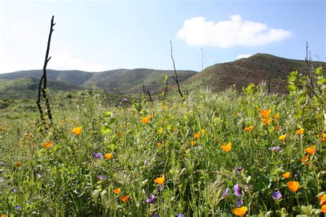 Oak Canyon, Mission Trails Regional Park — The Last Adventurer