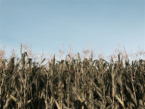 corn field corn stalk field and corn 4k HD Wallpaper