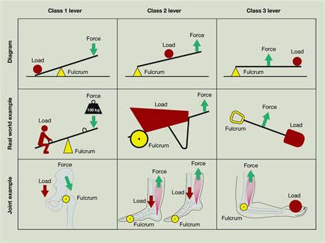 Different classes of levers : r/coolguides