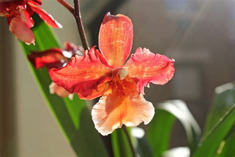 Maria's Orchids: First blooms open on oncidium