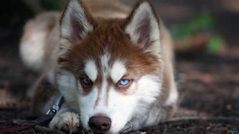 Angry husky dog face wallpaper | animals | Wallpaper Better