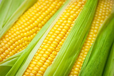 How and When to Pick and Cook Sweet Corn