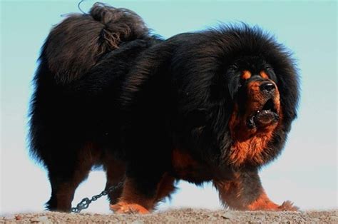 10 Big Fluffy Dog Breeds That Are Absolutely Beautiful | Big fluffy ...