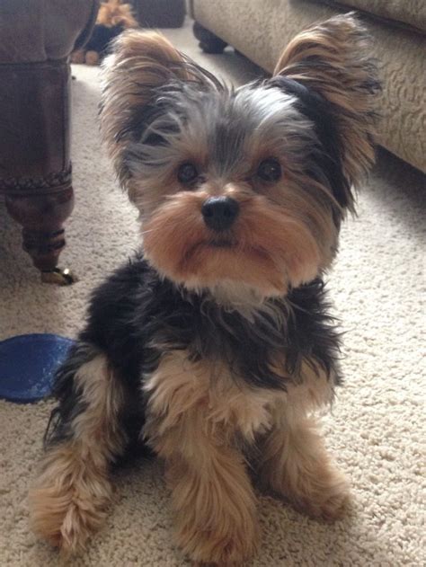 Yorkie puppy Looks EXACTLY like ari | Animals | Pinterest | Puppys, Yorkie puppy and Yorkie