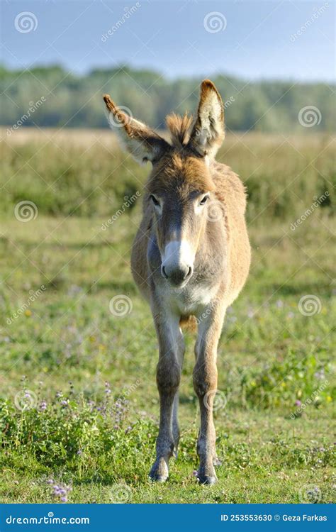 Brown Baby Donkey on the Meadow Stock Photo - Image of countryside ...