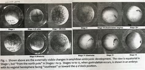 Lecture 13: Amphibians Early Development Flashcards | Quizlet