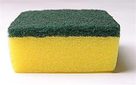 sponge Free Photo Download | FreeImages